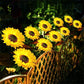 💐 ¡50% DE DESCUENTO! Luces solares de girasol – Decoración luminosa para el jardín 🌻🌙 【Oferta limitada】