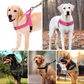 🥳¡OFERTA CALIENTE 2026!🥳🐕💪 ¡50% DE DESCUENTO! Arnés táctico resistente para perros – Sin tirones, sin ahogo. 🛡️✨