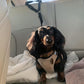 Cinturón de seguridad para perros 2 en 1 y correa de paseo