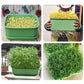 Caja de cultivo apilable para brotes de soja